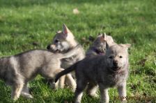 Welpen G-Wurf am 04.01.2015