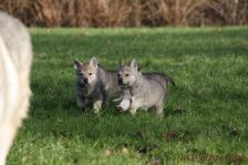 Welpen G-Wurf am 04.01.2015