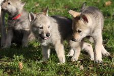 Welpen G-Wurf am 04.01.2015