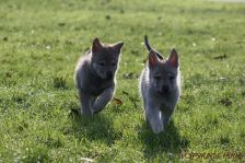 Welpen G-Wurf am 17.01.2015