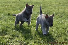 Welpen G-Wurf am 17.01.2015