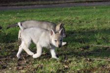 Welpen G-Wurf am 17.01.2015