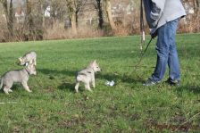 Welpen G-Wurf am 17.01.2015