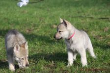 Welpen G-Wurf am 17.01.2015