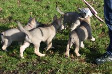 Welpen G-Wurf am 17.01.2015