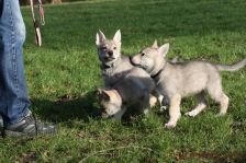 Welpen G-Wurf am 17.01.2015