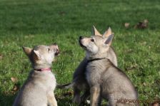 Welpen G-Wurf am 17.01.2015