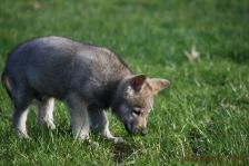 Welpen G-Wurf am 17.01.2015