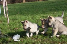 Welpen G-Wurf am 17.01.2015