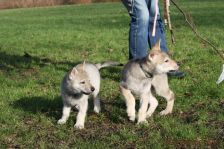 Welpen G-Wurf am 17.01.2015