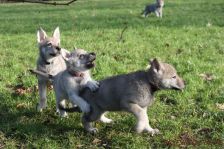 Welpen G-Wurf am 17.01.2015