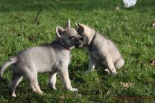 Welpen G-Wurf am 17.01.2015