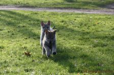 Welpen G-Wurf am 17.01.2015