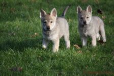 Welpen G-Wurf am 17.01.2015