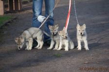 Welpen G-Wurf am 17.01.2015