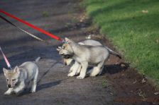 Welpen G-Wurf am 17.01.2015