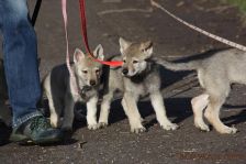 Welpen G-Wurf am 17.01.2015