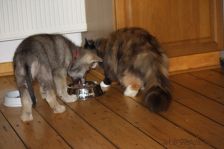 Welpen G-Wurf am 17.01.2015