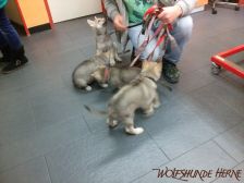 Welpen G-Wurf am 06.01.2015