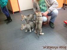 Welpen G-Wurf am 06.01.2015