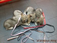 Welpen G-Wurf am 06.01.2015