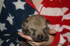 Gaucho from Bandit´s World am 07.12.2014