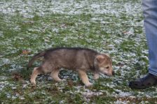 Gaucho from Bandit´s World am 28.12.2014