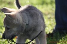 Gaucho from Bandit´s World am 04.01.2015