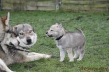 Gwendy from Bandit´s World am 01.01.2015