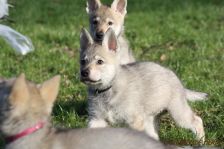 Gwendy from Bandit´s World am 17.01.2015