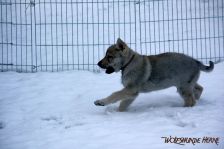 Gwendy from Bandit´s World am 24.01.2015