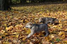Welpen H-Wurf am 12.11.2016
