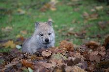 Welpen H-Wurf am 18.11.2016