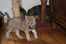 Welpen H-Wurf am 19.11.2016