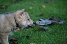 Welpen H-Wurf am 19.11.2016