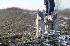 Welpen H-Wurf am 21.01.2017
