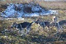 Welpen H-Wurf am 21.01.2017