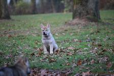 Welpen H-Wurf am 26.11.2016
