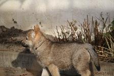 Welpen H-Wurf am 30.11.2016