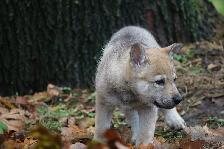 Hashtag Houston from Bandit´s World am 18.11.2016