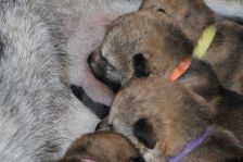 Welpen I-Wurf am 02.04.2018