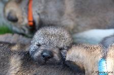 Welpen I-Wurf am 07.04.2018