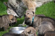 Welpen I-Wurf am 14.04.2018