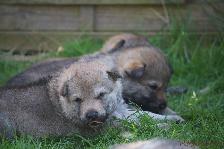 Welpen I-Wurf am 14.04.2018