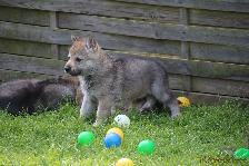 Welpen I-Wurf am 23.04.2018