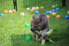 Welpen I-Wurf am 26.04.2018