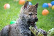 Welpen I-Wurf am 26.04.2018