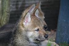 Welpen I-Wurf am 29.04.2018