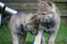 Welpen I-Wurf am 29.04.2018