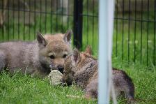 Welpen I-Wurf am 29.04.2018